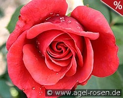 Roter Stern kaufen, clicken für mehr Details Roter Stern