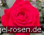 Rouge Meilland kaufen