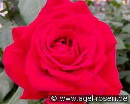 Rouge Meilland kaufen, clicken für mehr Details Rouge Meilland