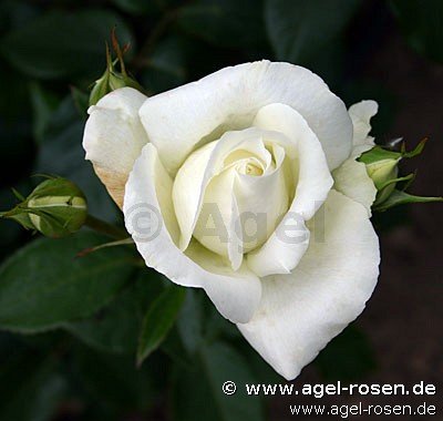 Rose ‘Roy Black‘ (5-Liter Topf)