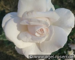 Royal Copenhagen kaufen, clicken für mehr Details Royal Copenhagen