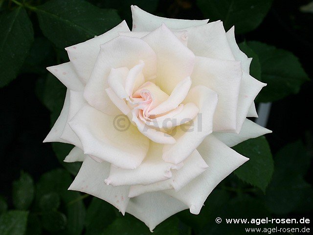 Rose ‘Royal Philharmonic‘ (2-Liter Biotopf)