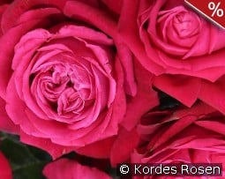 Ruby Kiss kaufen, clicken für mehr Details Ruby Kiss