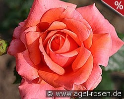 Salut kaufen, clicken für mehr Details Salut