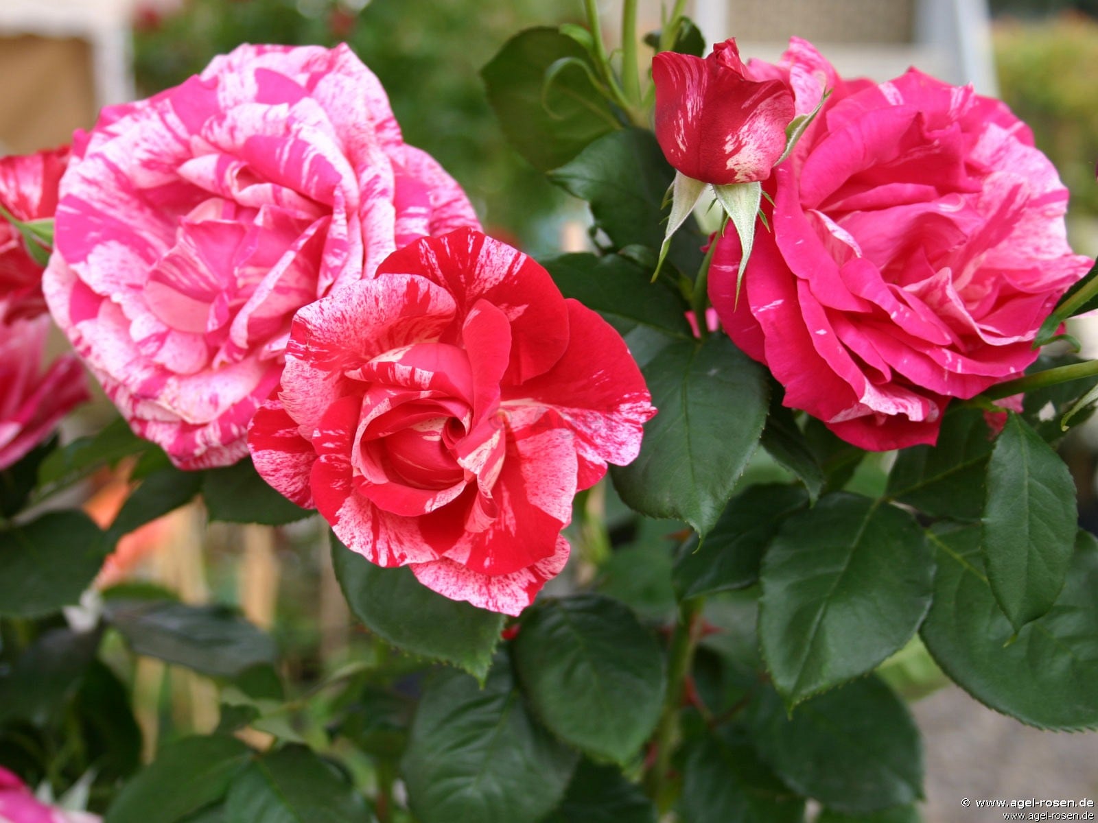 Scentimental ® kaufen – Edelrose – AGEL ROSEN