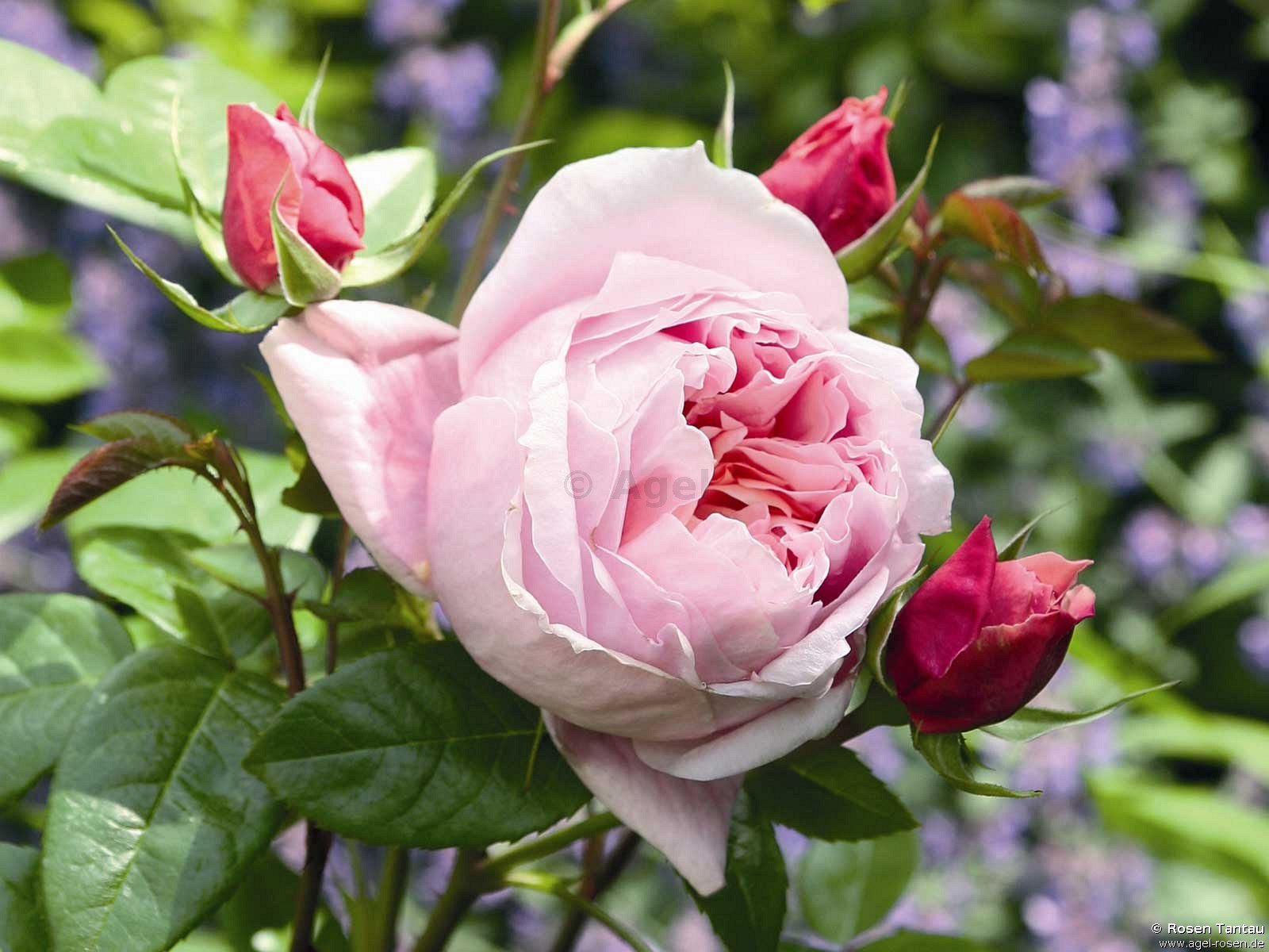 Rose ‘Schöne Maid‘ (6,5-Liter Topf)