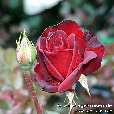 Rose ‘Schwarze Madonna‘ (5-Liter Topf)