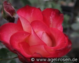 Sebastian Fricke kaufen, clicken für mehr Details Sebastian Fricke