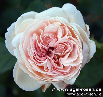 Rose ‘Sebastian Kneipp‘ (Hochstamm (~90cm), wurzelnackt)