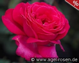 Sexy Parfumella kaufen, clicken für mehr Details Sexy Parfumella