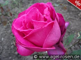 Shella-Kertesz-Rose
