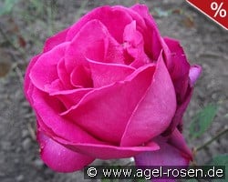 Shella-Kertesz-Rose kaufen, clicken für mehr Details Shella-Kertesz-Rose