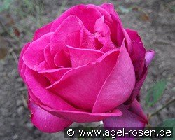 Shella-Kertesz-Rose