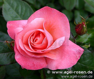 Rose ‘Silver Jubilee‘ (5-Liter Topf)