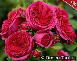 Sophie Luise kaufen, clicken für mehr Details Sophie Luise