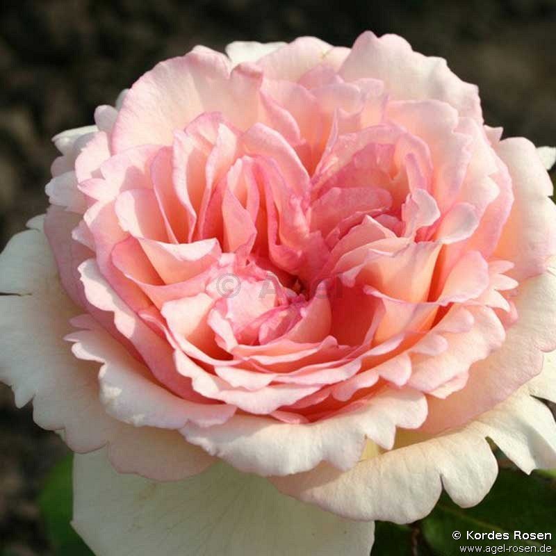 ADR-Rose ‘Souvenir de Baden Baden‘ (3-Liter Topf)