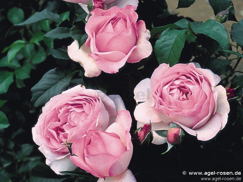 Rose ‘Souvenir de Louis Amade‘ (2-Liter Biotopf)