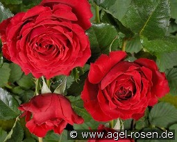 Sparkassenrose kaufen, clicken für mehr Details Sparkassenrose