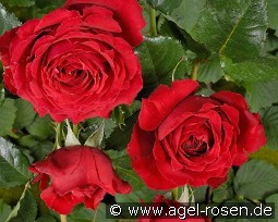 Sparkassenrose