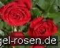Sparkassenrose kaufen