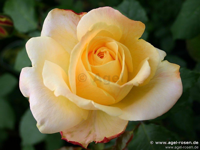 Rose ‘Speelwark‘ (wurzelnackte Rose)