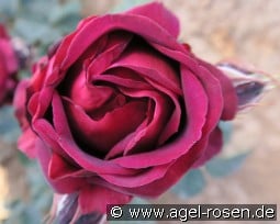 Starfamily Kühn kaufen, clicken für mehr Details Starfamily Kühn