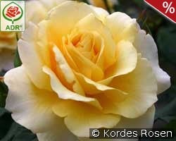 Sunny Sky kaufen, clicken für mehr Details Sunny Sky