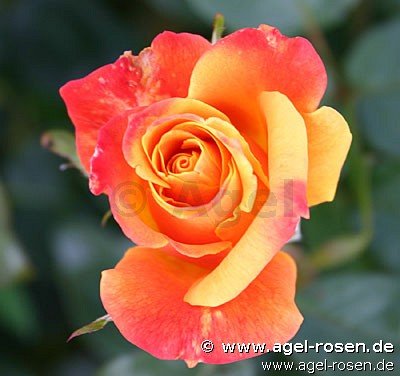 Rose ‘Sutters Gold‘ (wurzelnackte Rose)