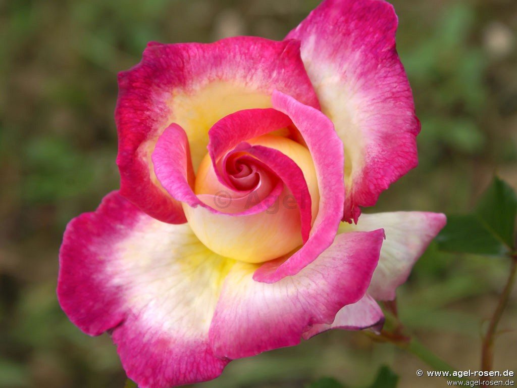 Rose ‘Sweet Delight‘ (2-Liter Biotopf)