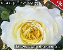 Sybille kaufen, clicken für mehr Details Sybille