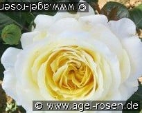 Sybille  kaufen, clicken für mehr Details Sybille