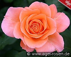 Tea Time kaufen, clicken für mehr Details Tea Time