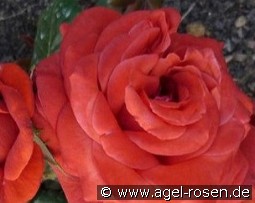 Terracotta kaufen, clicken für mehr Details Terracotta