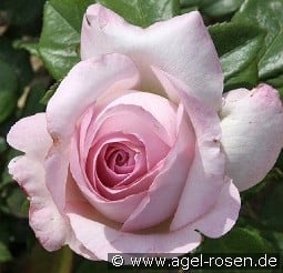 The Pride kaufen, clicken für mehr Details The Pride