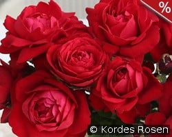 Tiamo kaufen, clicken für mehr Details Tiamo