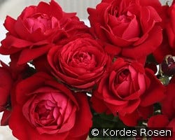 Tiamo kaufen, clicken für mehr Details Tiamo