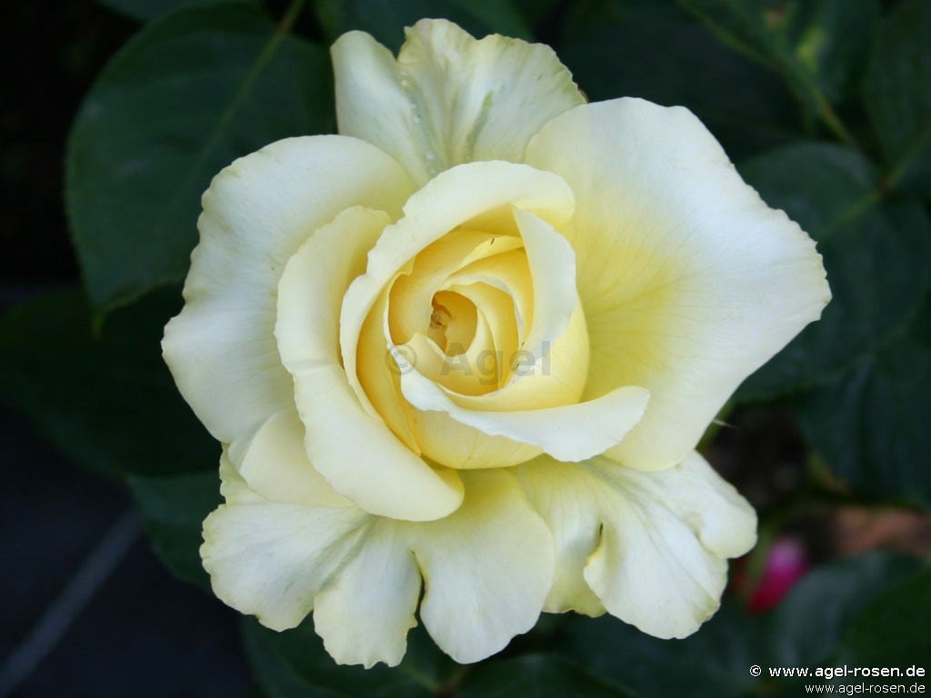 Tivoli 150 ® kaufen – Edelrose – AGEL ROSEN