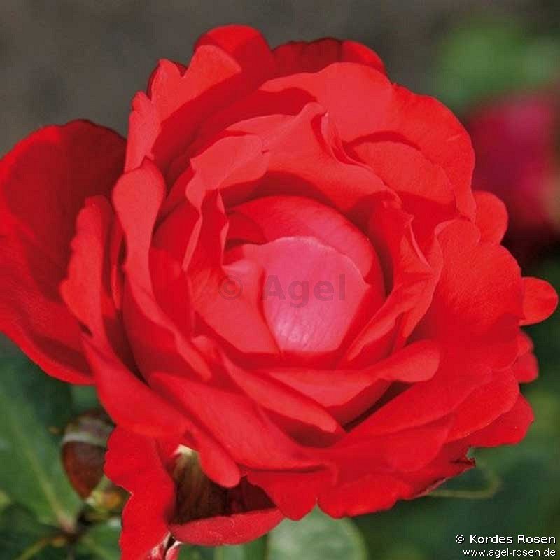 Rose ‘Traumfrau‘ (Hochstamm (~90cm), wurzelnackt)