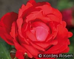 Traumfrau kaufen, clicken für mehr Details Traumfrau