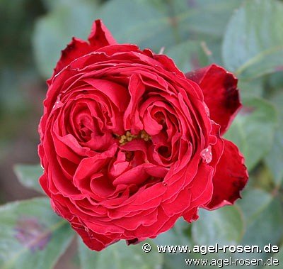Rose ‘Traviata‘ (Hochstamm (~90cm), wurzelnackt)