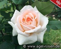 Tresor du Jardin kaufen, clicken für mehr Details Tresor du Jardin