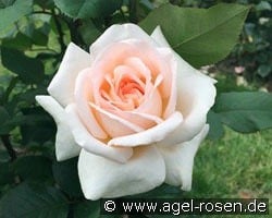 Tresor du Jardin kaufen, clicken für mehr Details Tresor du Jardin