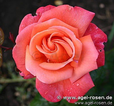 Rose ‘Troika‘ (wurzelnackte Rose)