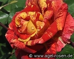 Valentina Freska kaufen, clicken für mehr Details Valentina Freska