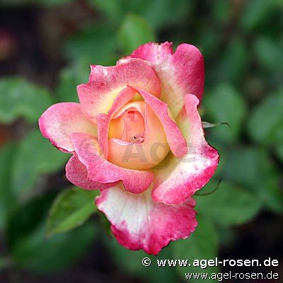 Rose ‘Variete‘ (wurzelnackte Rose)