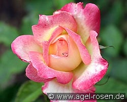 Variete kaufen, clicken für mehr Details Variete