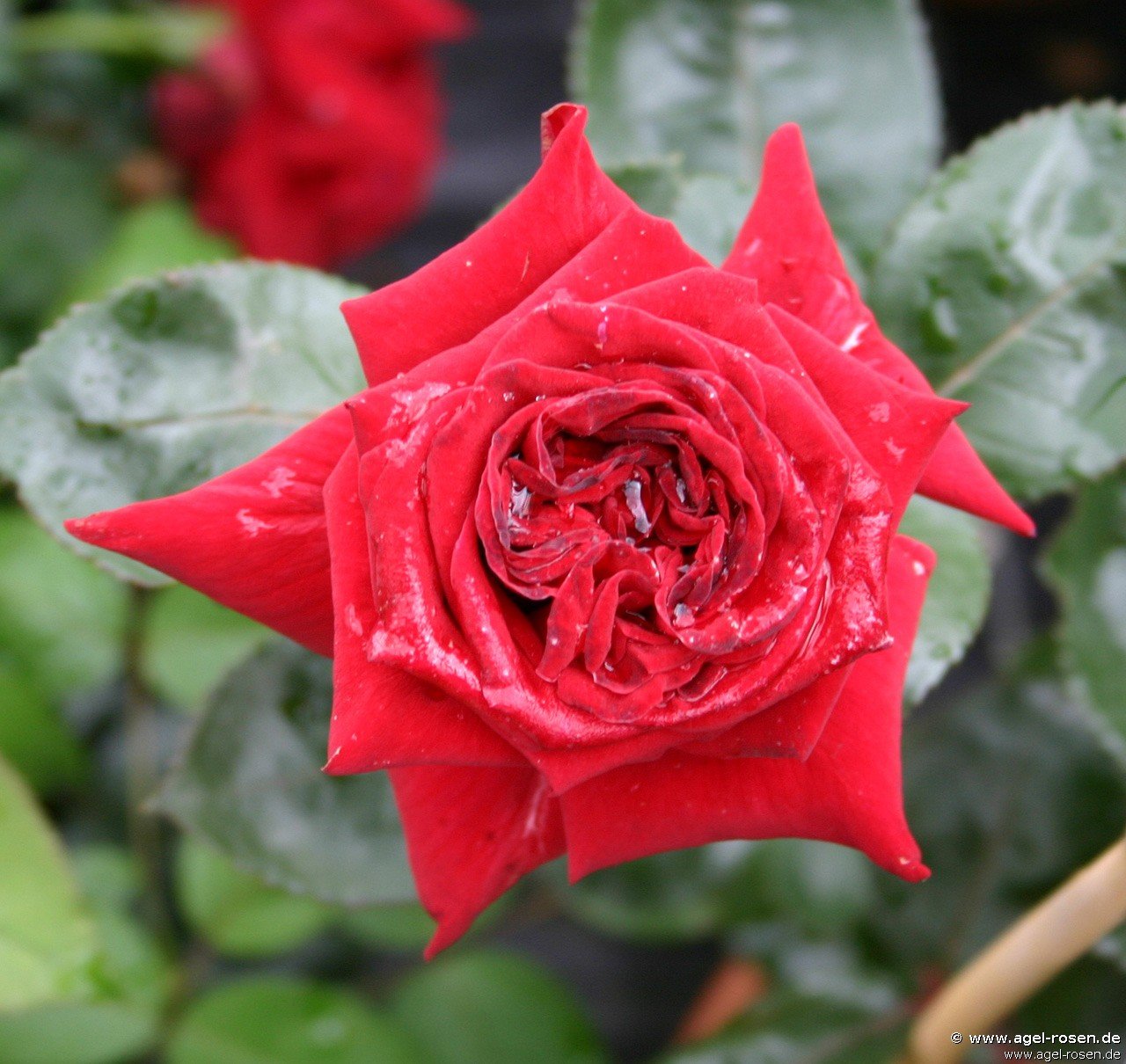 Rose ‘Velvet Alibi‘ (wurzelnackte Rose)