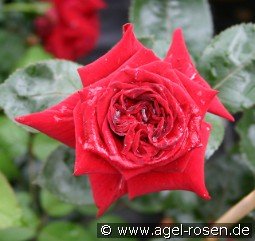 Velvet Alibi kaufen, clicken für mehr Details Velvet Alibi