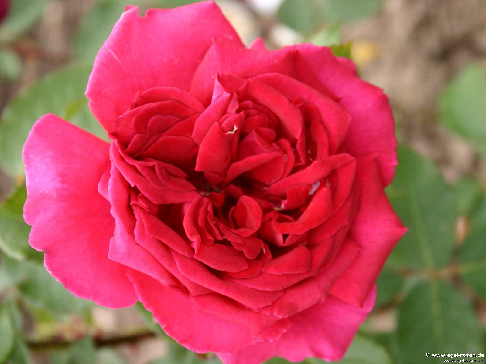 Rose ‘Velvet Fragrance‘ (5-Liter Topf)