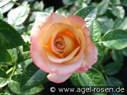 Vendée Impériale kaufen, clicken für mehr Details Vendée Impériale